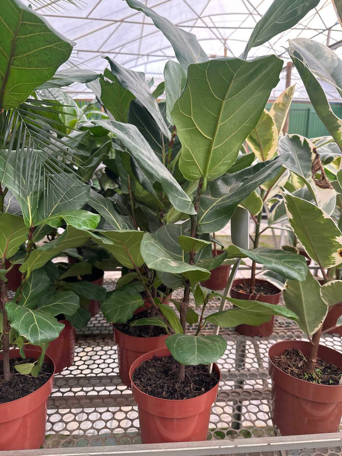 Ficus lirata PT 17