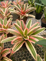 Bromélia neoregelia van durme