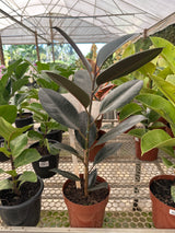Ficus elastico burgundy PT 17