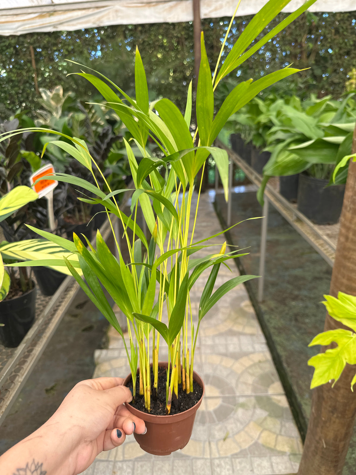 Palmeira Areca Bambu PT 11