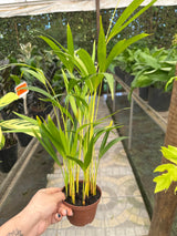 Palmeira Areca Bambu PT 11