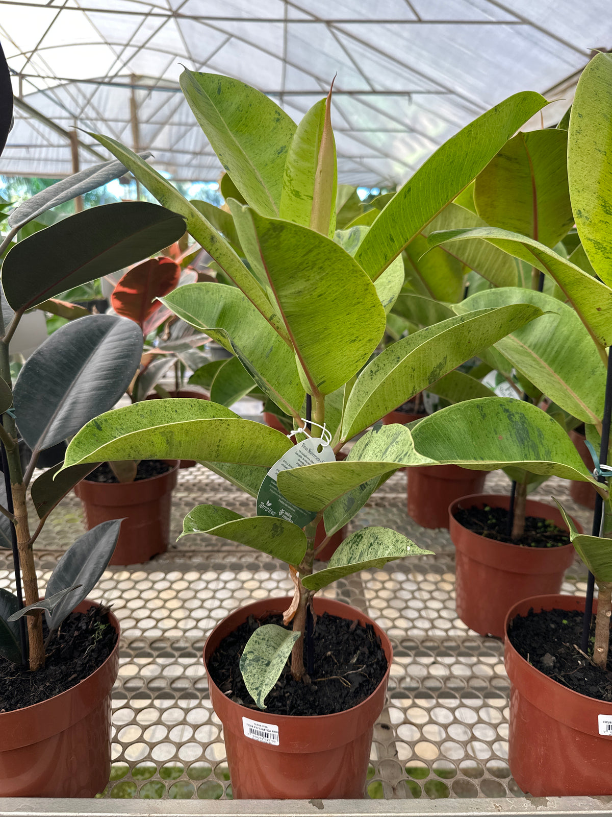 Ficus elastico shivereana PT 17