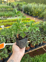 Malva branca (saquinho)