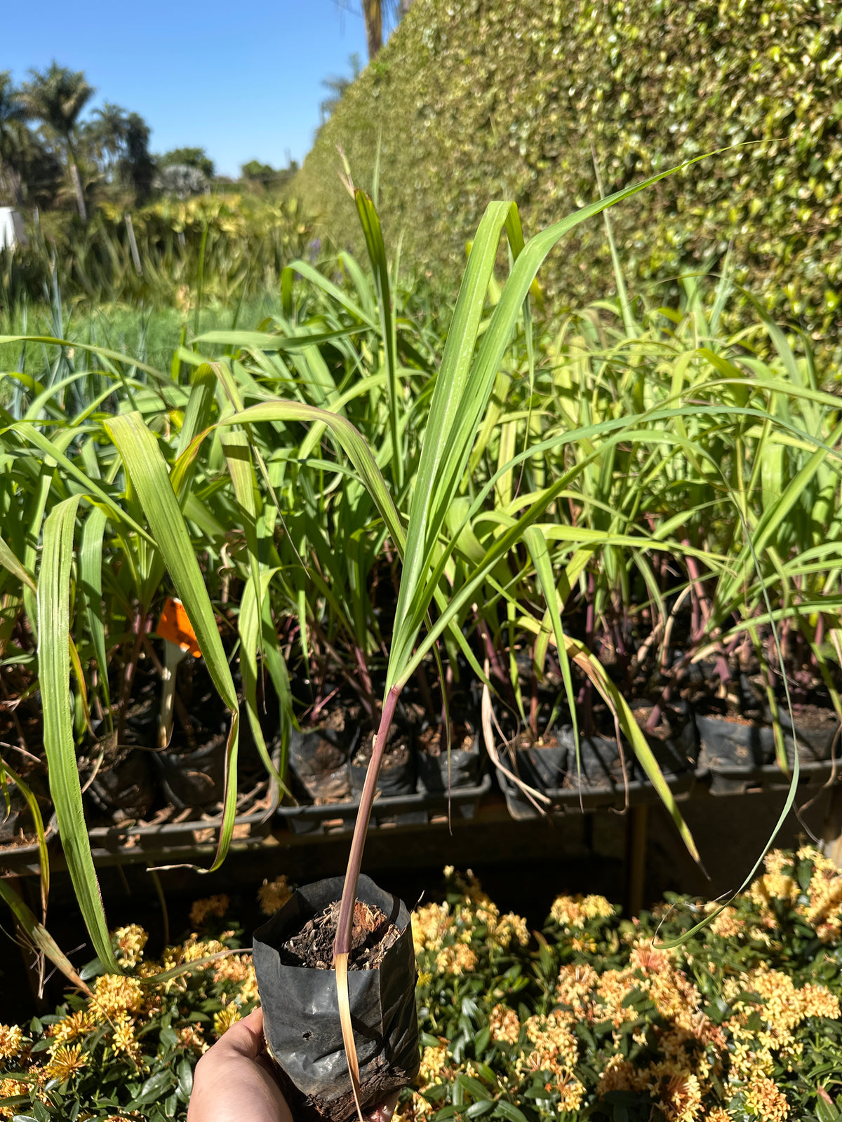 Citronela (saquinho)