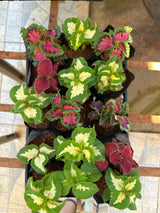Coleus (saquinho)