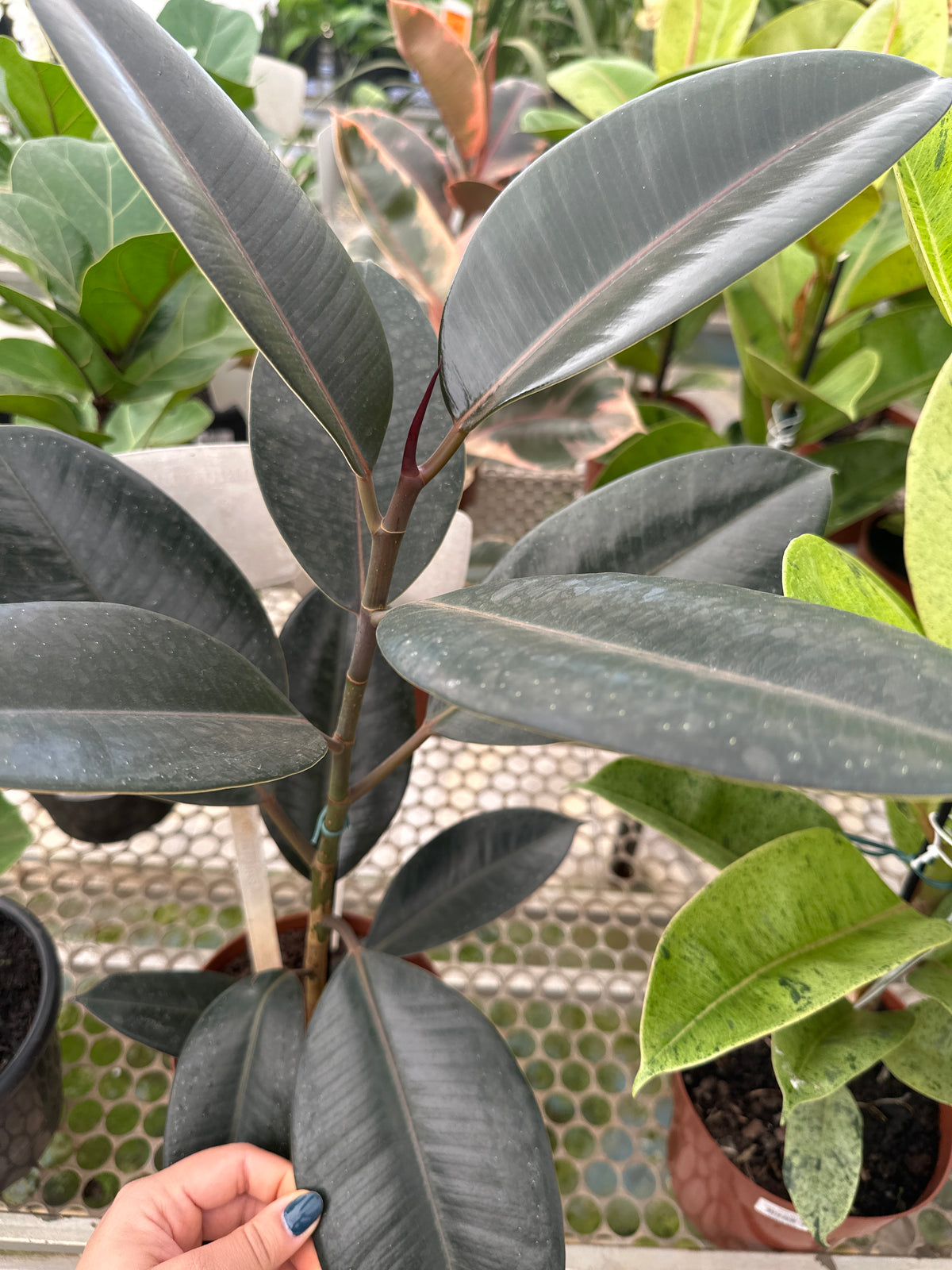 Ficus elastico burgundy PT 17