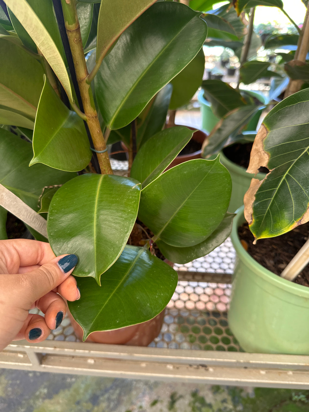 Ficus elastico cloe PT 24
