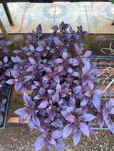 Periquito Roxo/Rosa (saquinho)