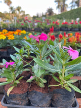 Vinca (saquinho)