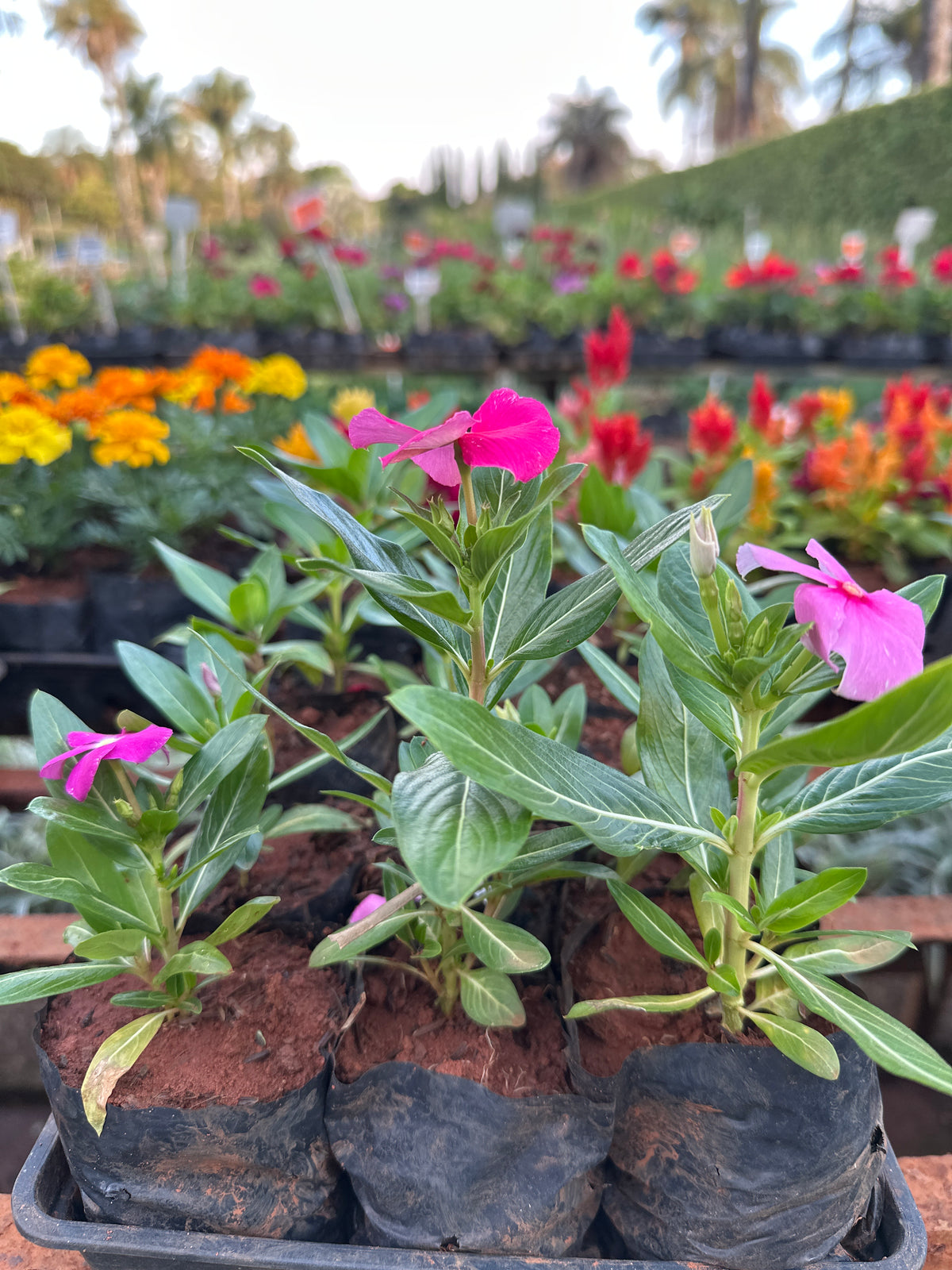 Vinca (saquinho)