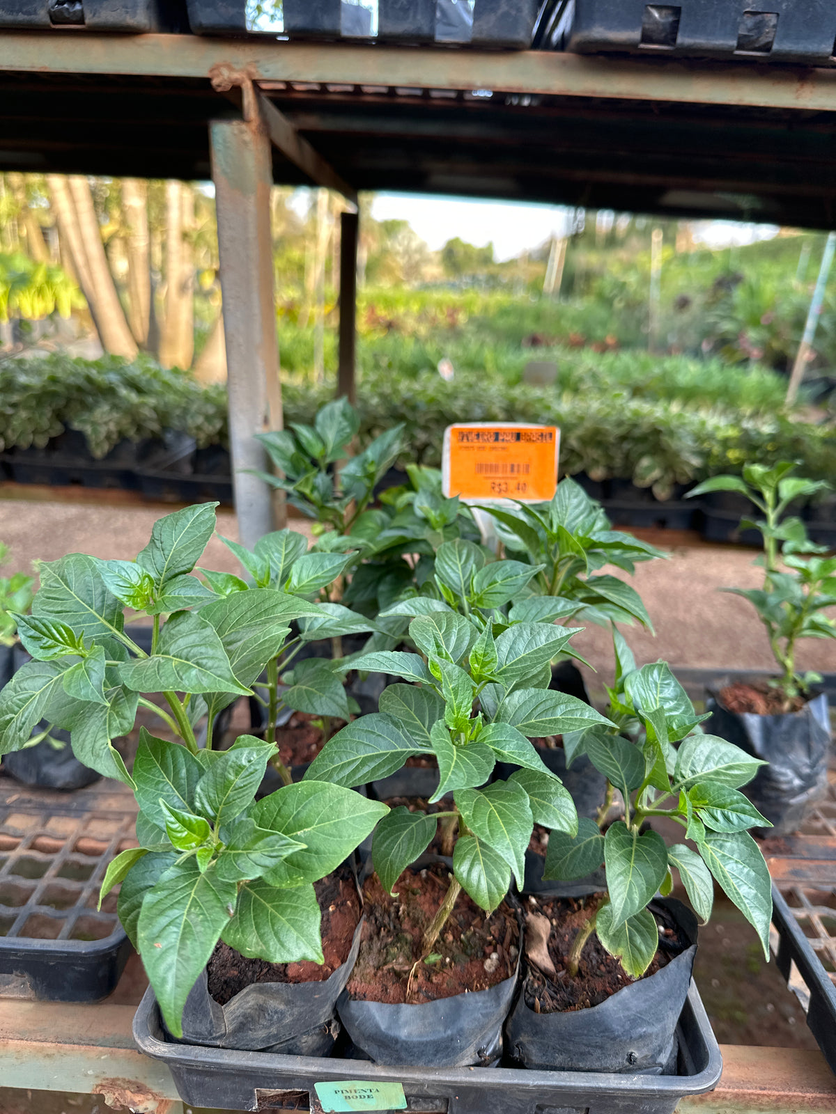 Pimenta (saquinho)