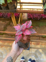 Iresine (saquinho)