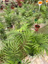 Palmeira Chamaedorea PT 11