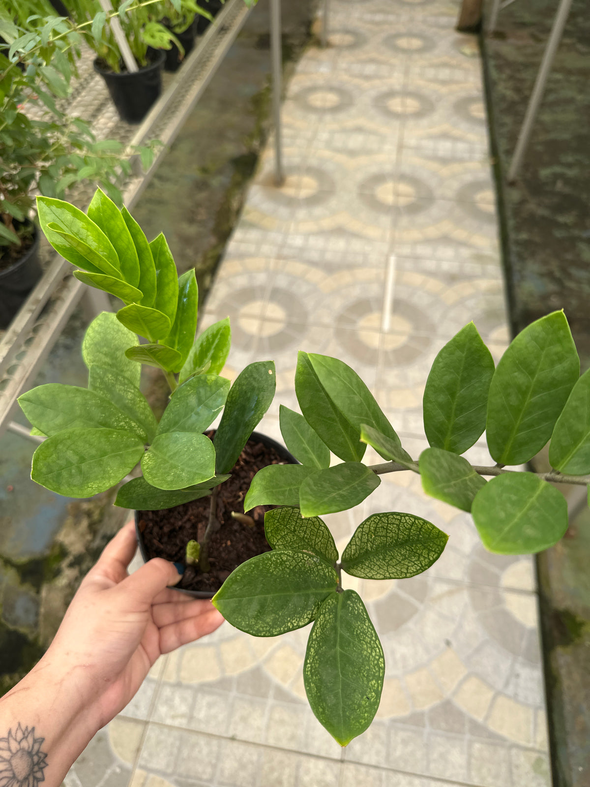 Zamioculcas Camaleão