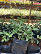 Menta (saquinho)