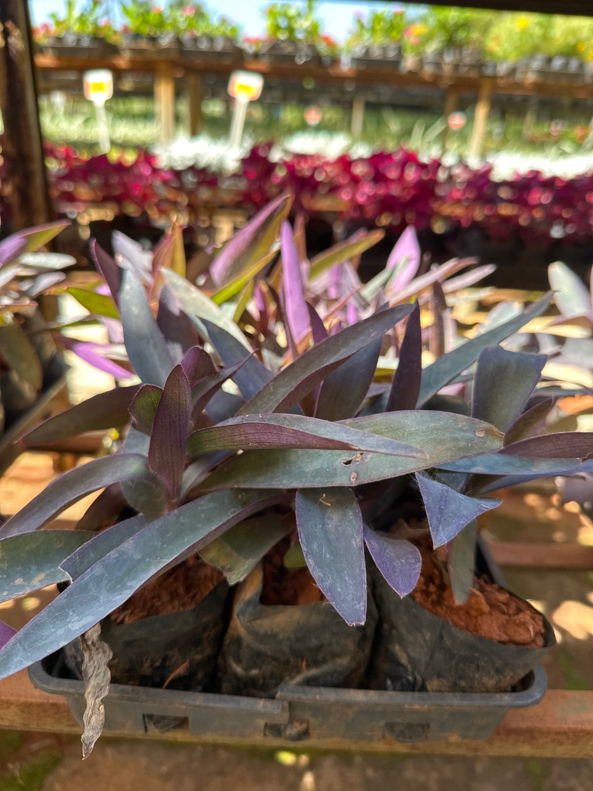 Trapoeraba Roxa (saquinho)