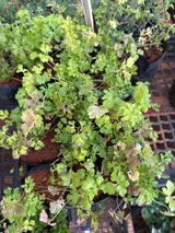 Salsa (saquinho)