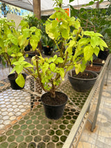 Coleus PT 11