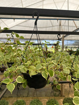 Peperômia Scandens C 21