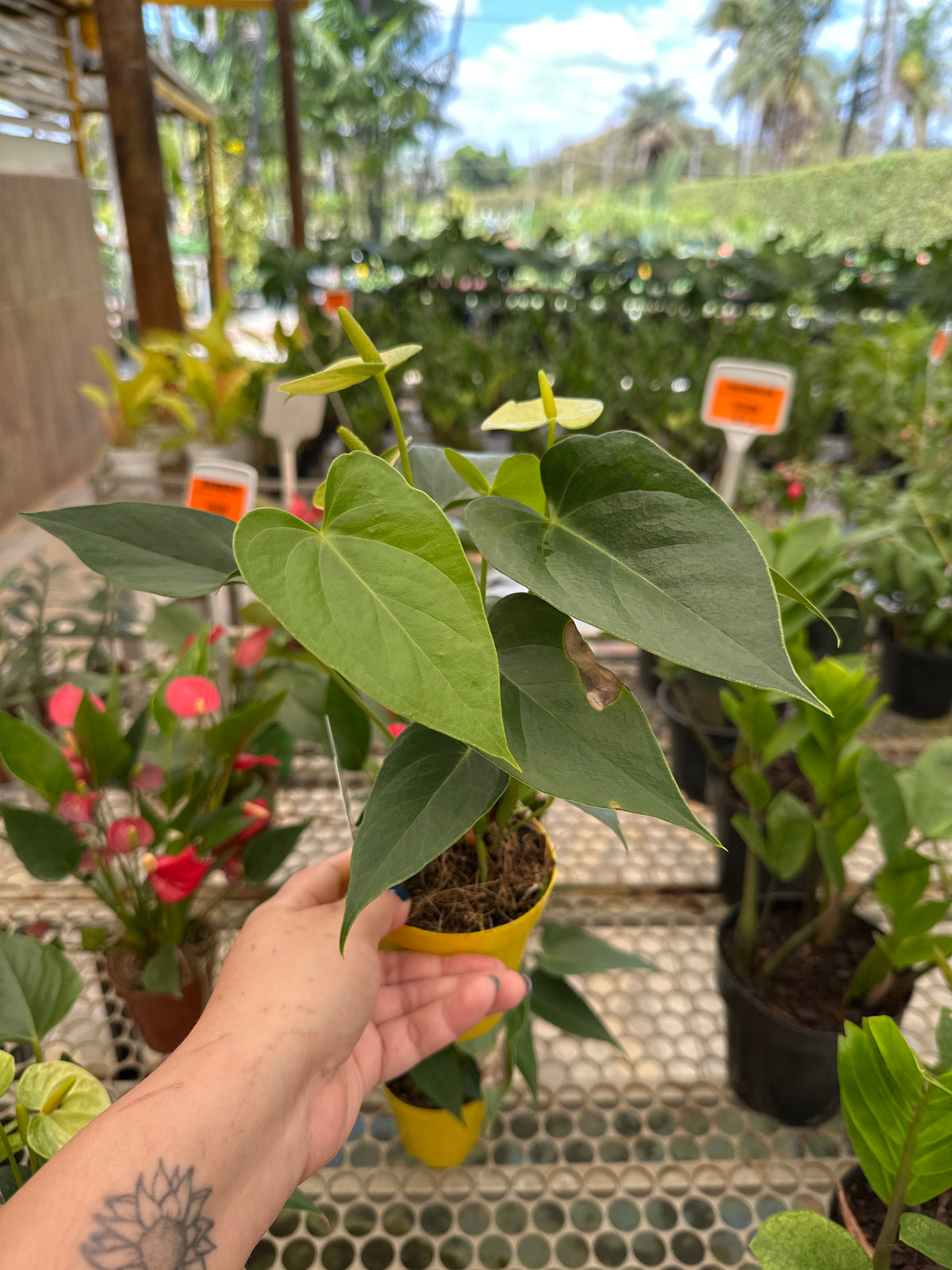 Anturio mini PT 09