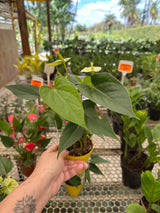 Anturio mini PT 09