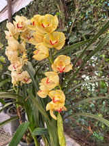 Orquídea Cymbidium