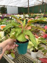 Aglaonema variada PT 12