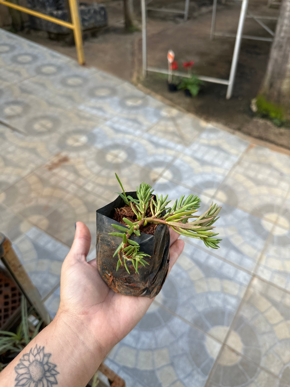 Onze horas dobrada (saquinho)