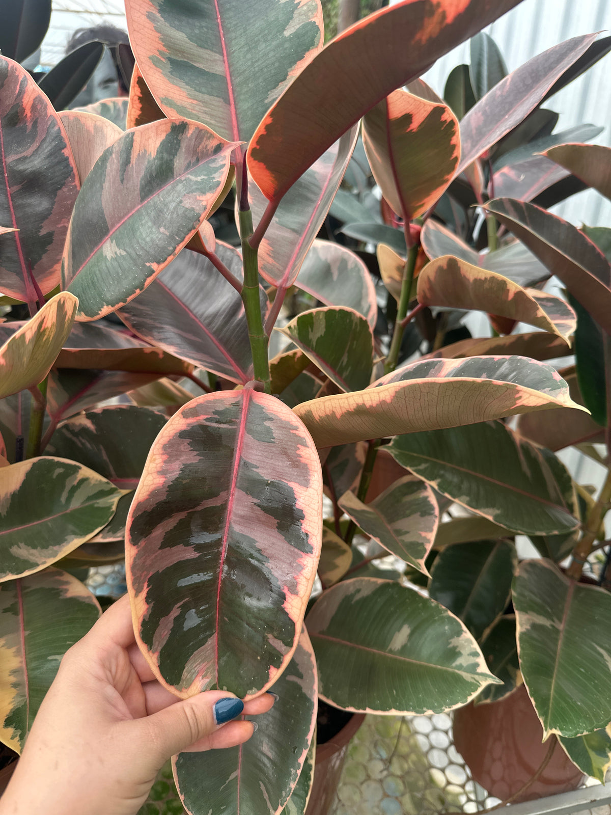 Ficus elastico ruby PT 24