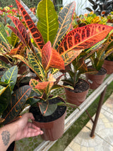 Croton PT 17