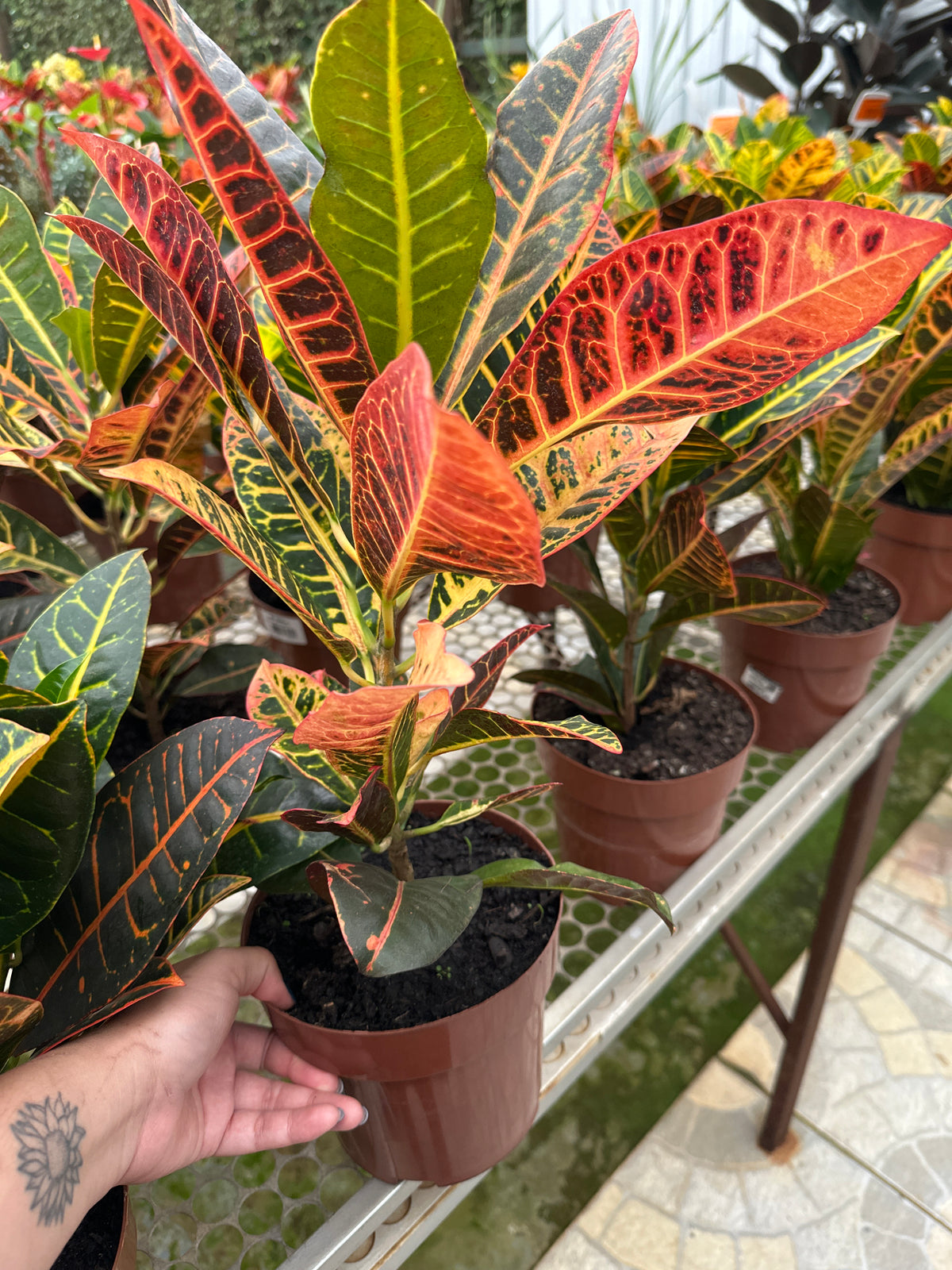 Croton PT 17