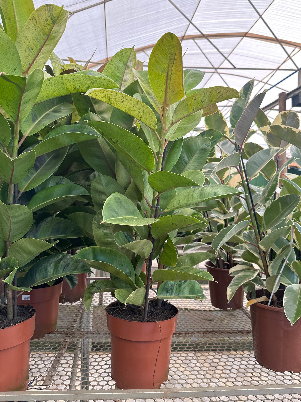 Ficus elastico Shivereana PT 24