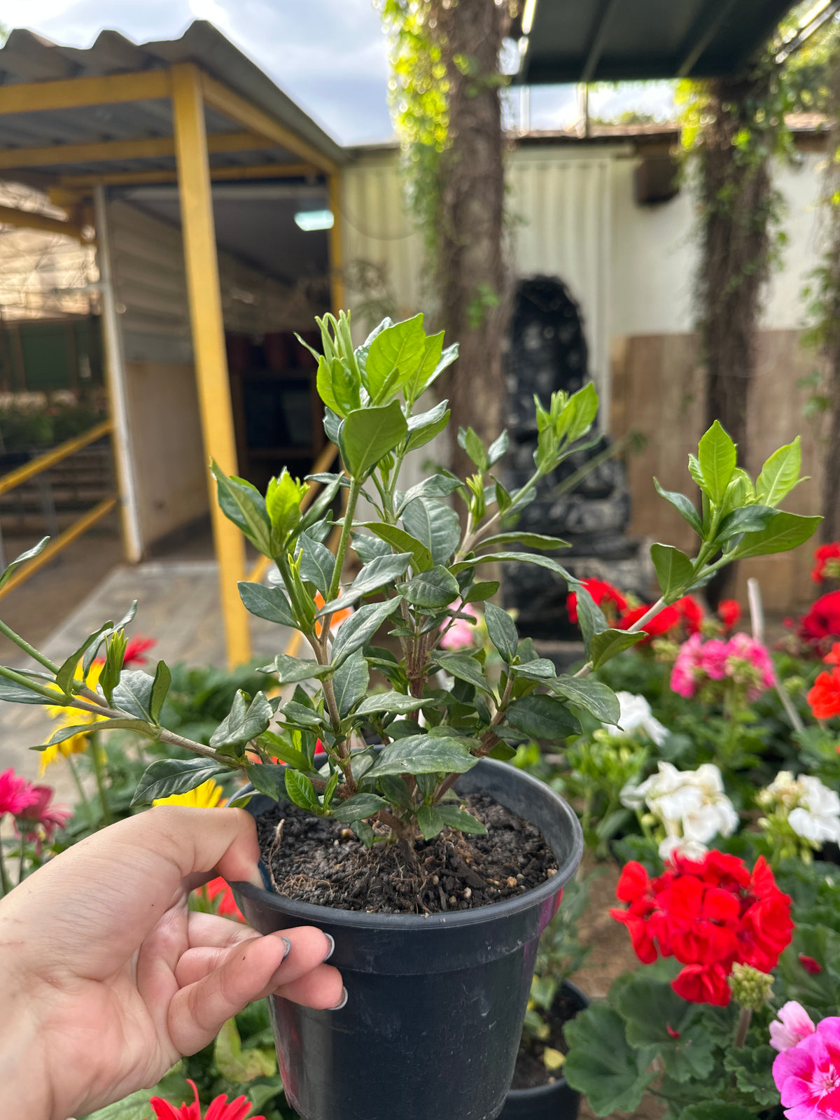 Jasmim do cabo mini PT 15