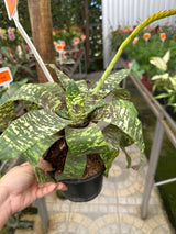 Bromélia vrisea gruberii