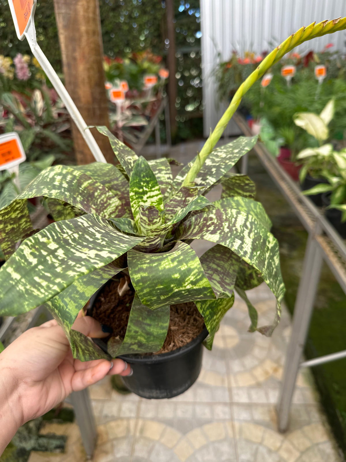 Bromélia vrisea gruberii