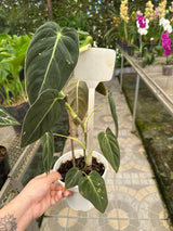 Filodendro Melanochrysum PT 15
