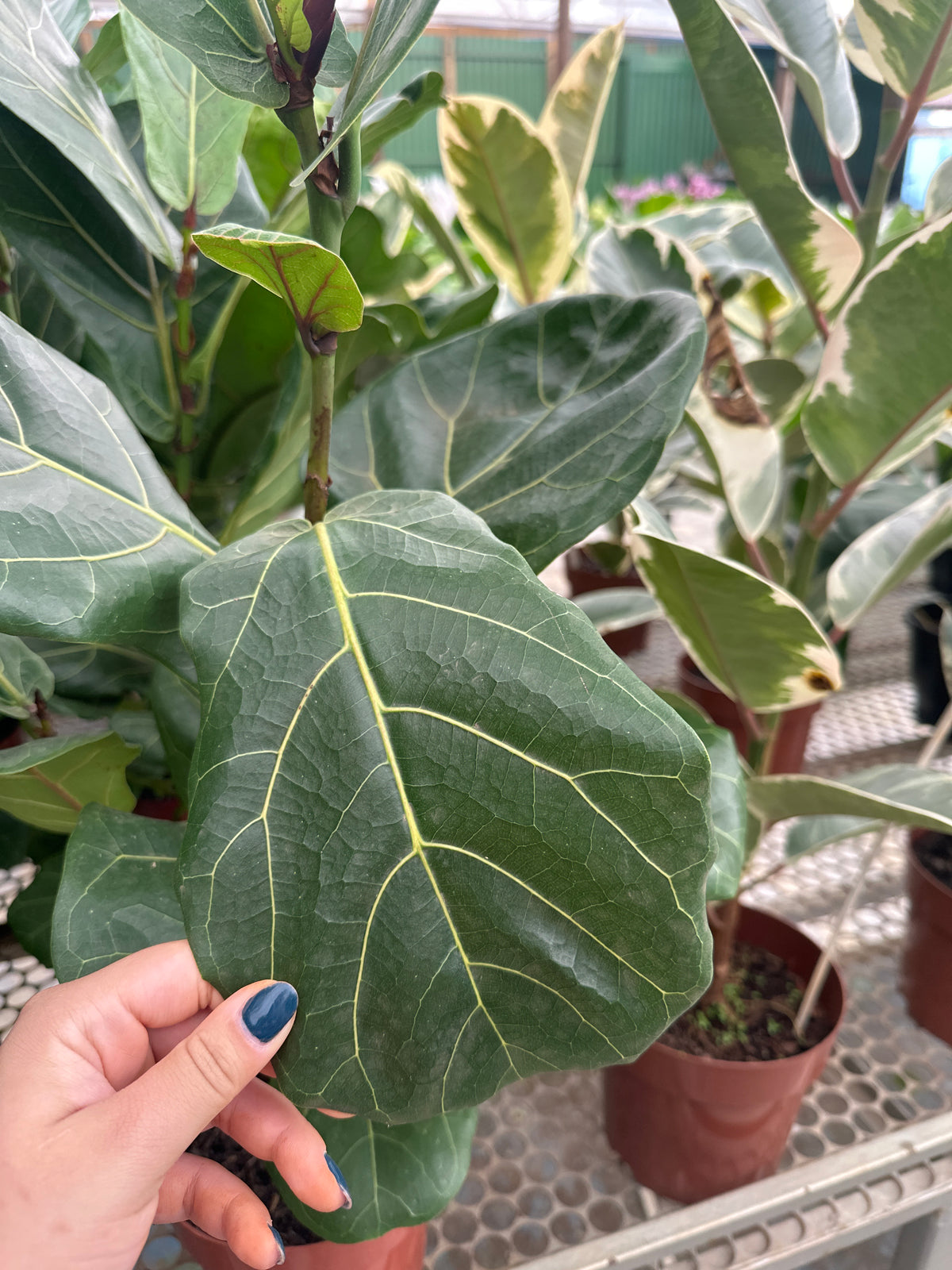 Ficus lirata PT 17