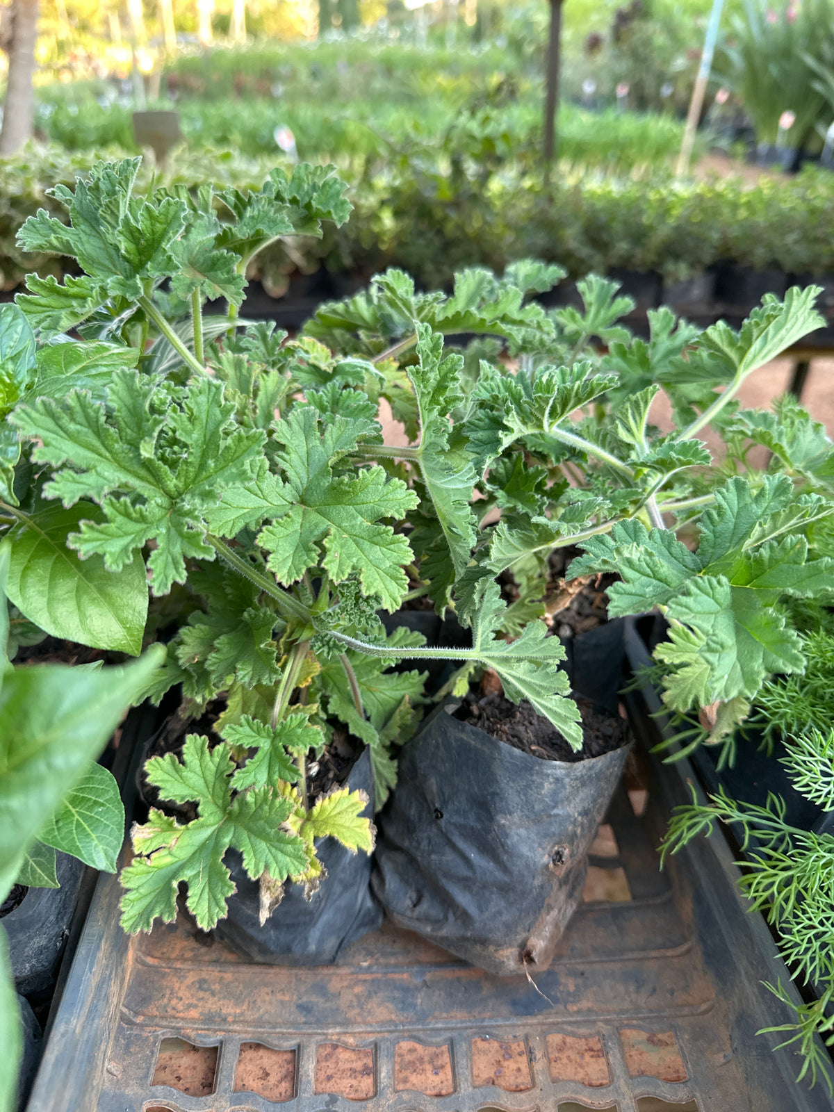 Malva branca (saquinho)