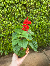 Sálvia Ornamental (saquinho)