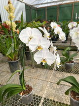 Orquídea Phalaenopsis