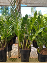Zamioculcas PT 17