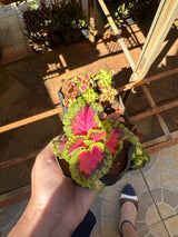 Coleus (saquinho)