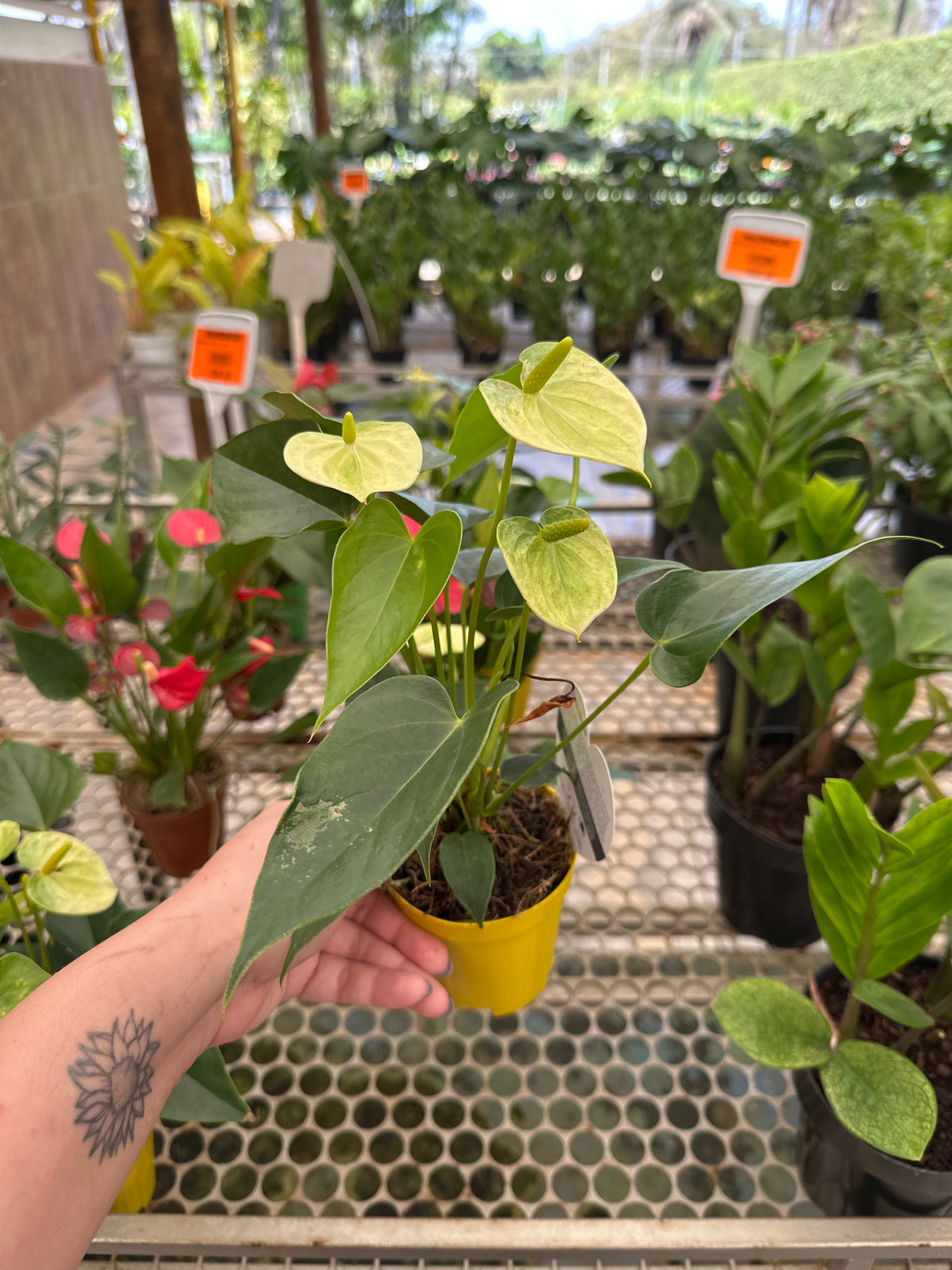 Anturio mini PT 09
