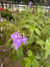 Violeta Pendente C 21