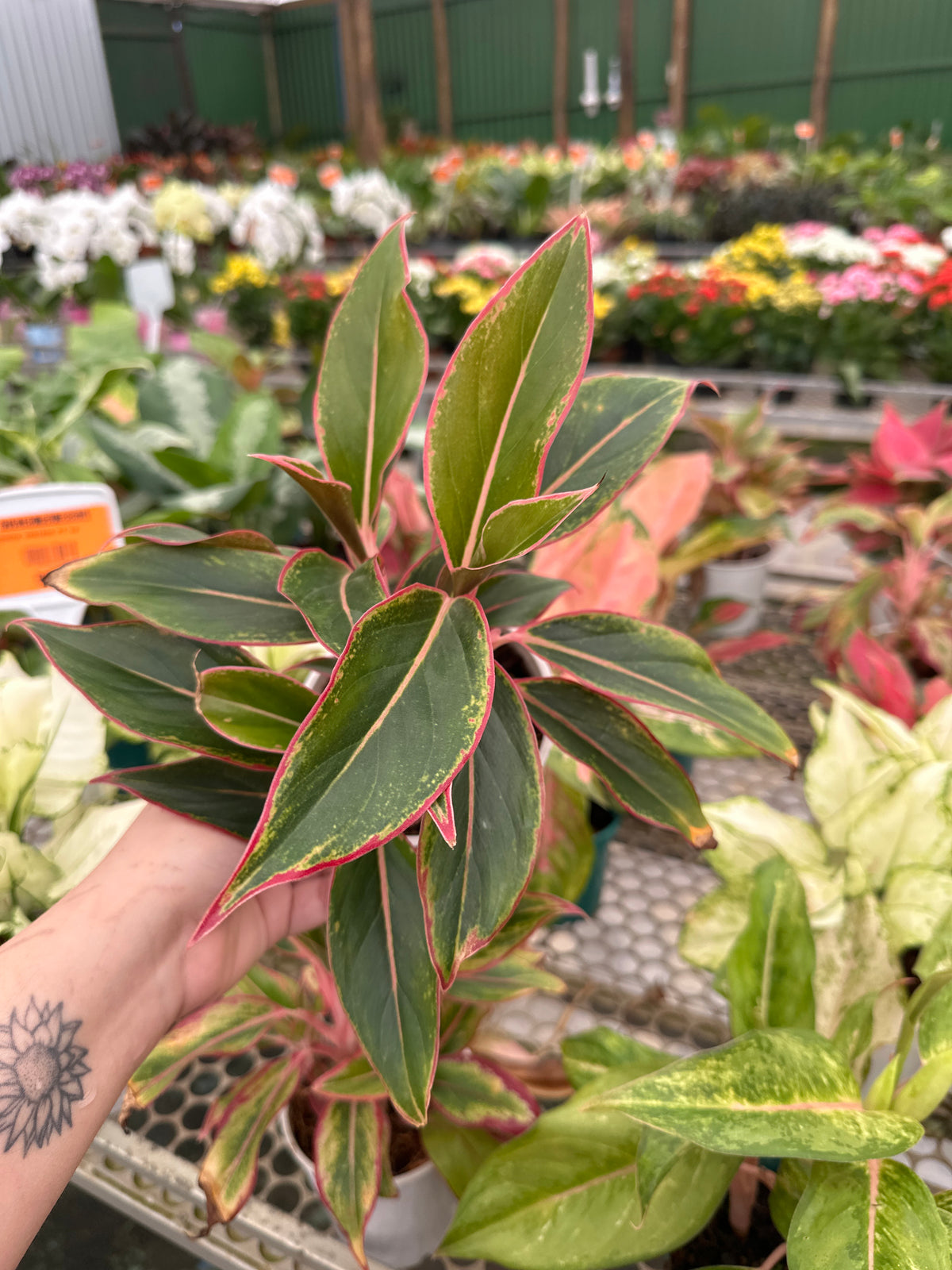 Aglaonema variada PT 12