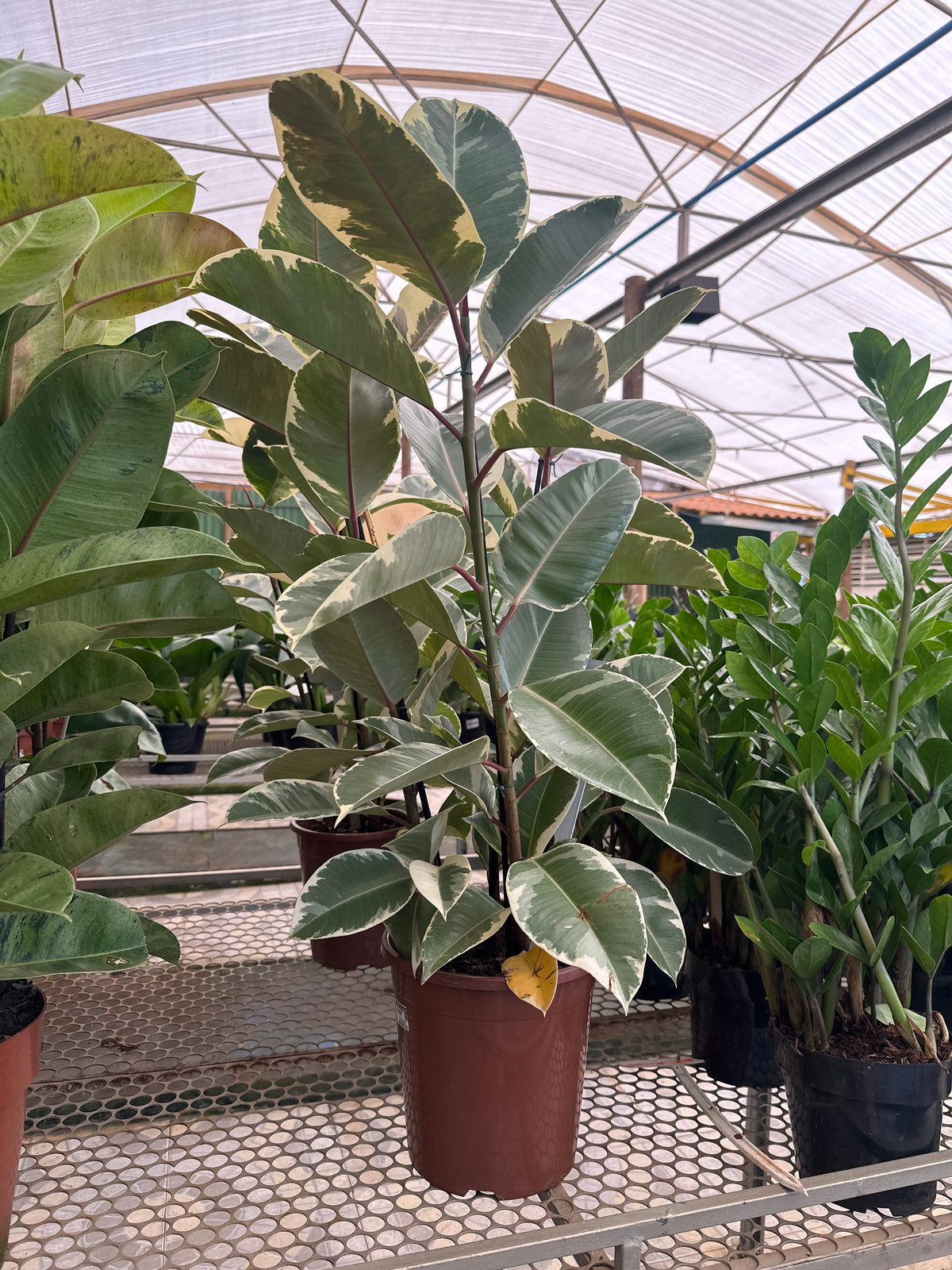 Ficus elastico tineke PT 24