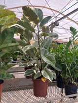 Ficus elastico tineke PT 24