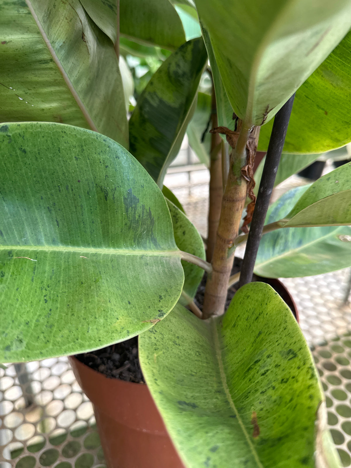Ficus elastico Shivereana PT 24