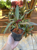 Abacaxi roxo (saquinho)
