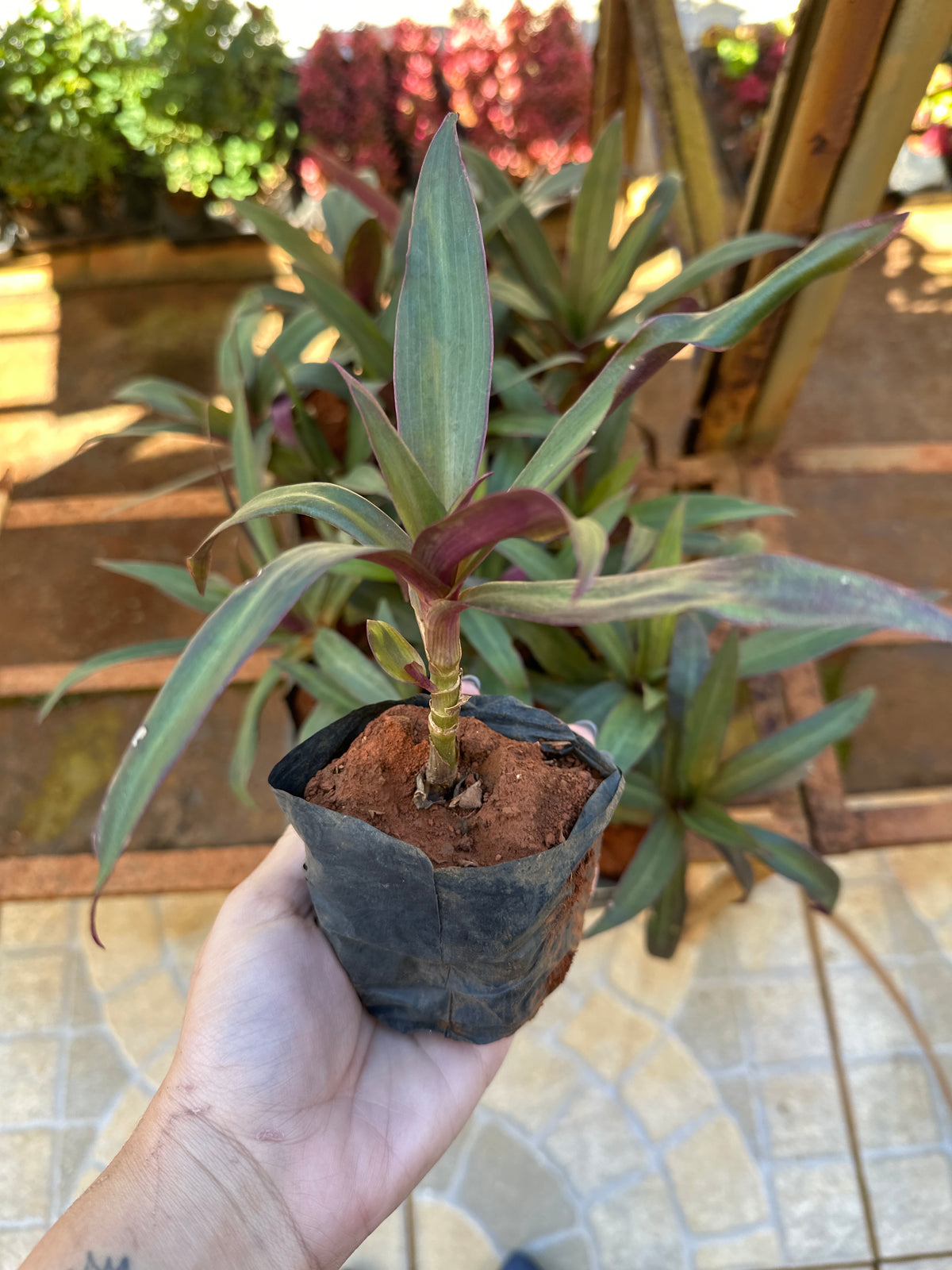 Abacaxi roxo (saquinho)